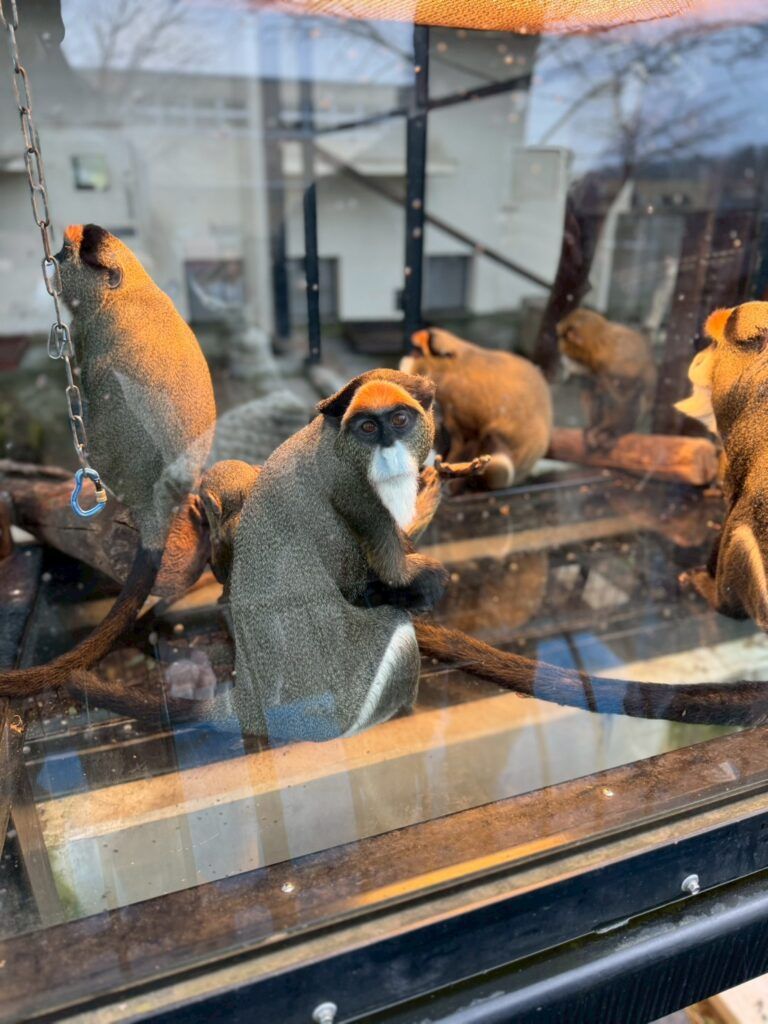 LINE_ALBUM_旭山動物園_251126_19