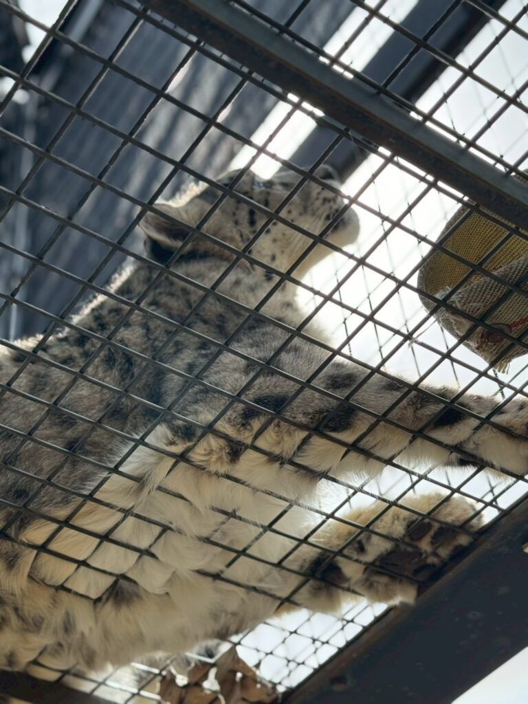 LINE_ALBUM_旭山動物園_251126_57