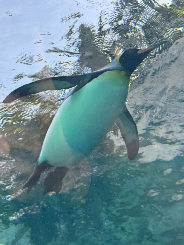 LINE_ALBUM_旭山動物園_251126_76