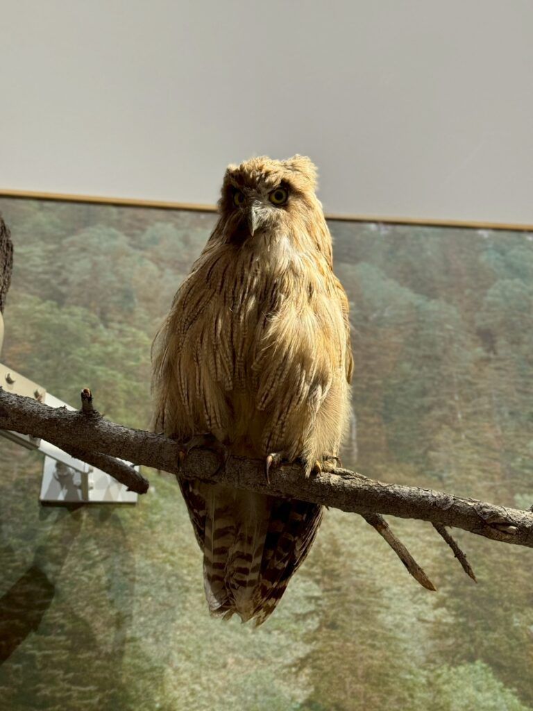 LINE_ALBUM_層雲峽遊客中心_251127_21