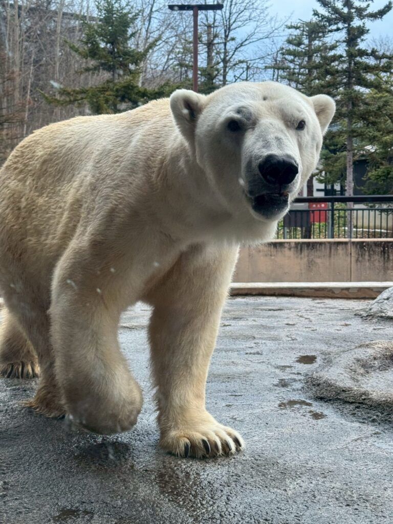 LINE_ALBUM_旭山動物園_251126_37