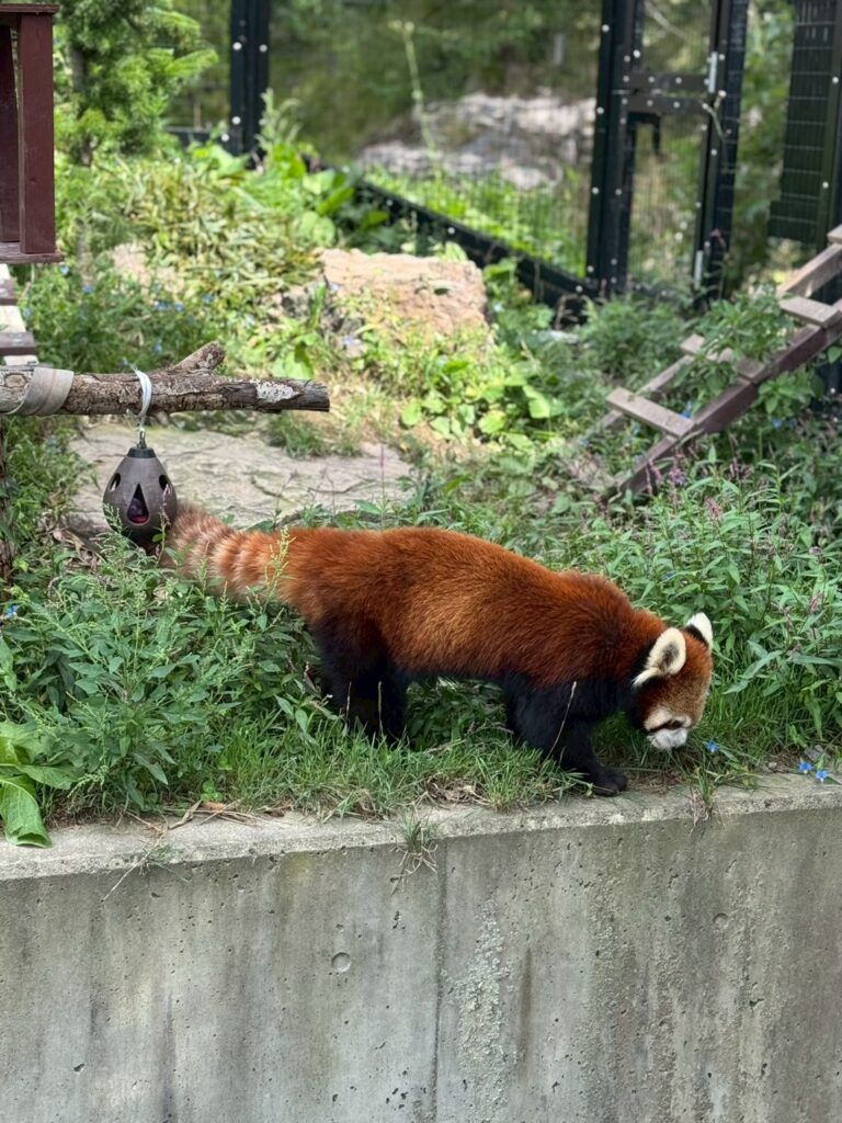 LINE_ALBUM_旭山動物園_251126_52