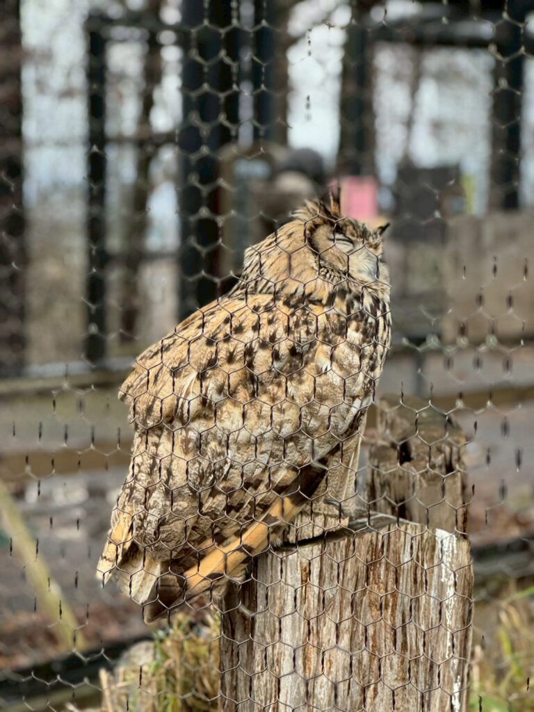 LINE_ALBUM_旭山動物園_251126_26