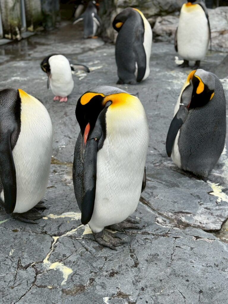 LINE_ALBUM_旭山動物園_251126_38