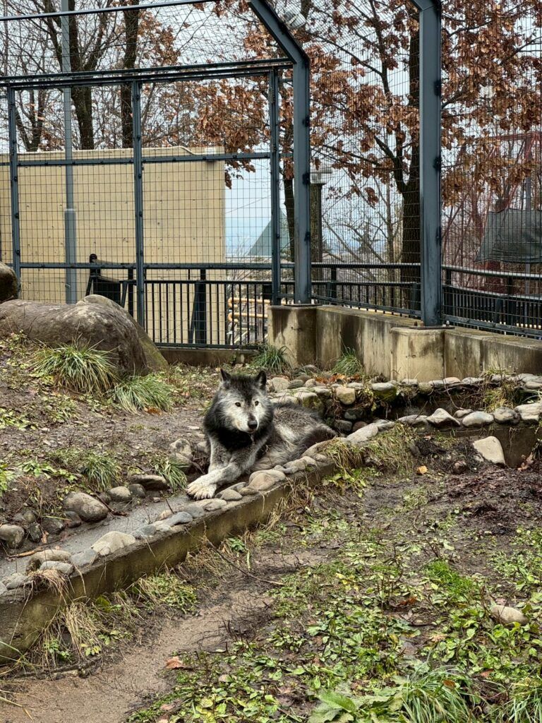 LINE_ALBUM_旭山動物園_251126_28