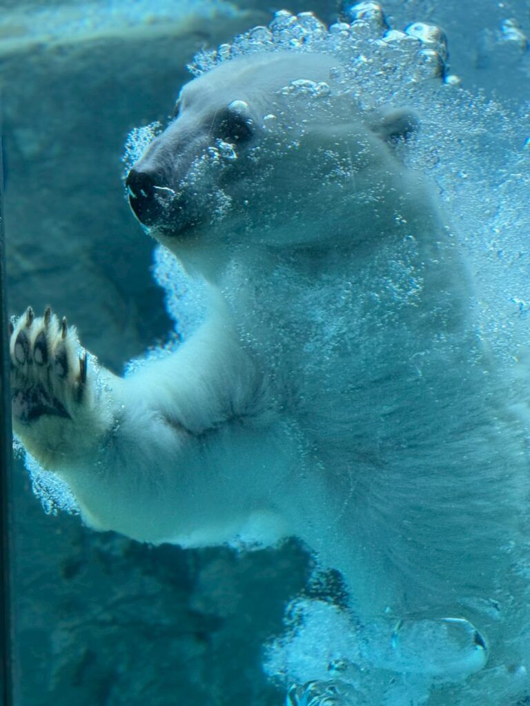 LINE_ALBUM_旭山動物園_251126_55