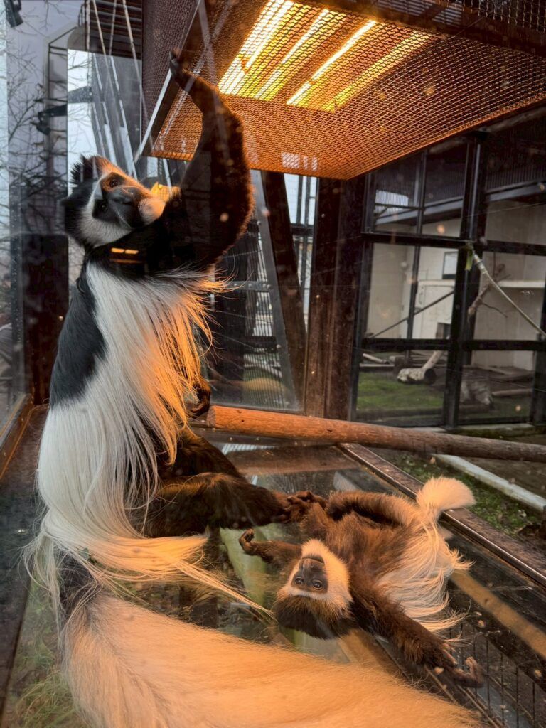 LINE_ALBUM_旭山動物園_251126_21