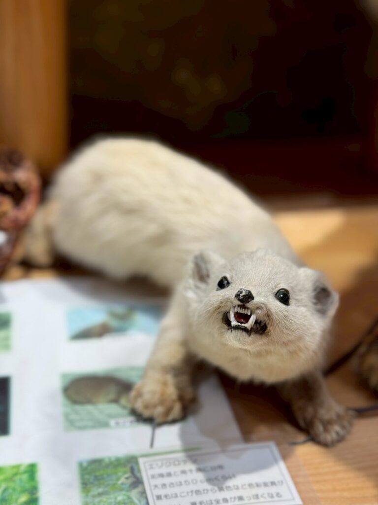 LINE_ALBUM_層雲峽遊客中心_251127_13